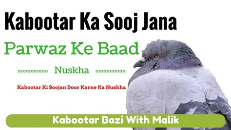 Parwaz Ke Baad Kabootar Ka Sooj Jana Kabootar Ki Sujan Ka Nuskha By