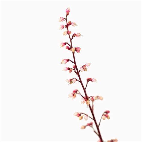 Dolce Cherry Truffles Heuchera For Sale Online | The Tree Center