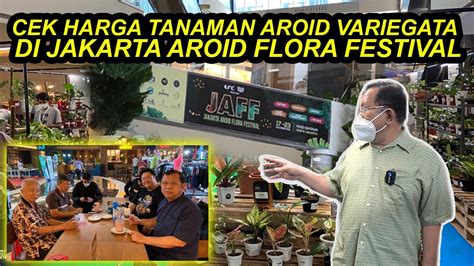 CEK HARGA TANAMAN AROID VARIEGATA DI PAMERAN JAKARTA AROID FLORA