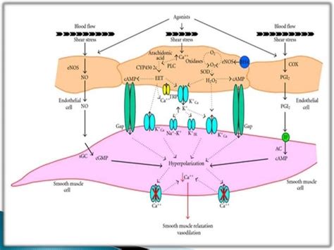 Vascular Endothelium