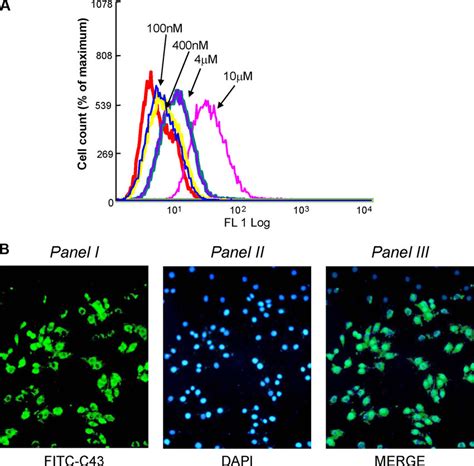 Transduction Of Fitc C Into Mcf Cells A Mcf Cells Were