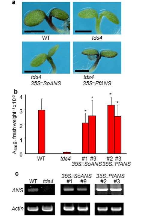 Analysis Of Ans Overexpression In An Arabidopsis Ans Mutant A