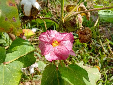 Close Up Of White Cotton Flowerraw Organic Cotton Growing At Cotton