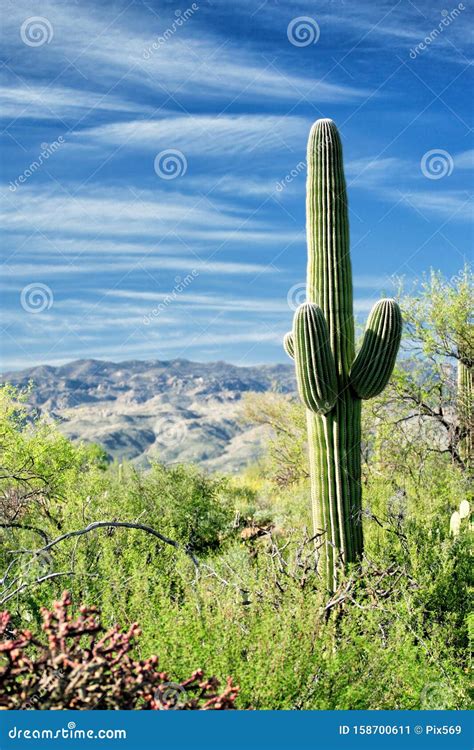 A Saguaro Cactus Growing In The Sonoran Desert Stock Image Image Of