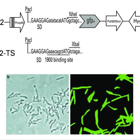 Structure And Expression Of Gfp Reporter System In M Smegmatis A The