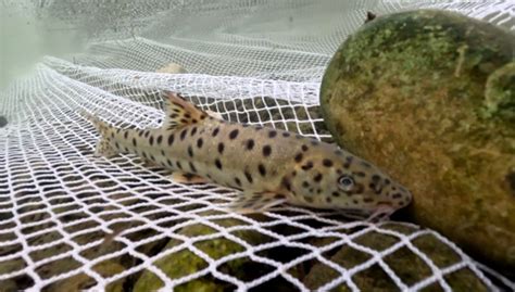 Mais De Uma D Cada Depois Barbo Leopardo Reencontrado