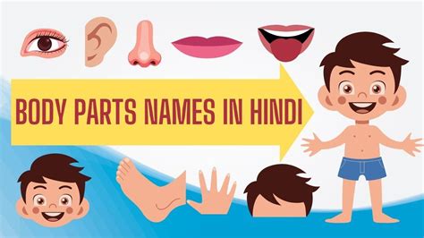 Body Parts Names in Hindi, शरीर के अंगों के नाम, Body Parts in Hindi ...