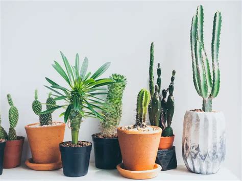 Unveiled The Lightning Speed Growth Of This Cactus Species Will