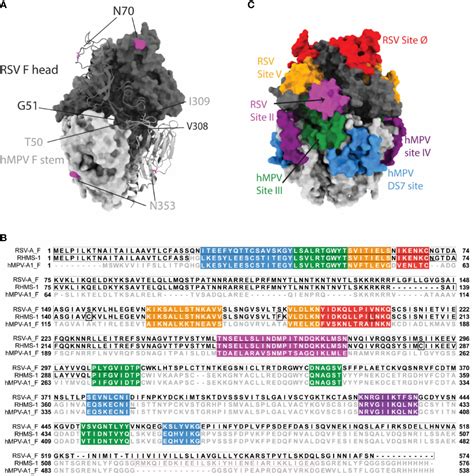 Frontiers A Pan Pneumovirus Vaccine Based On Immunodominant Epitopes