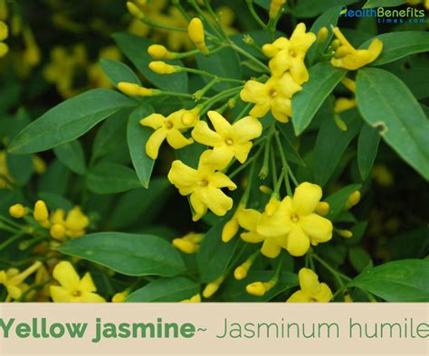 Interesting-Facts-about-Yellow-Jasmine | Health Benefits