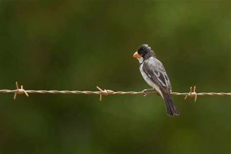 Foto Golinho Sporophila Albogularis Por Daniel Perrella Wiki Aves