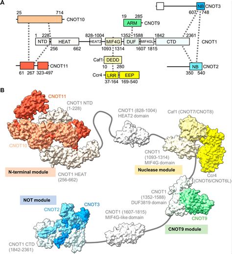 Frontiers Regulation Of Eukaryotic Mrna Deadenylation And Degradation