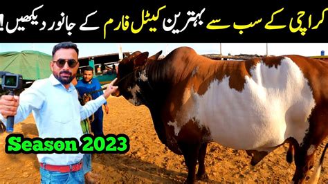 UDF Cattle Farm 2023 Karachi Cow Mandi 2023 Bakra Eid Cow Mandi