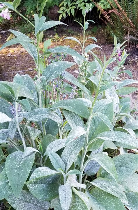 Comfrey (Symphytum spp.)-Powdery Mildew | Pacific Northwest Pest