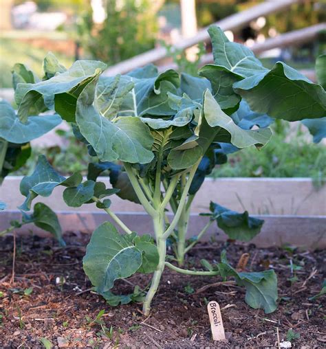 Broccoli Plant Starting To Flower | Best Flower Site