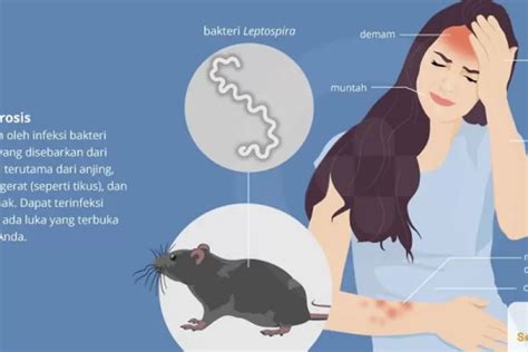 Waspada Penyakit Leptospirosis Di Musim Banjir Berikut Gejala Dan