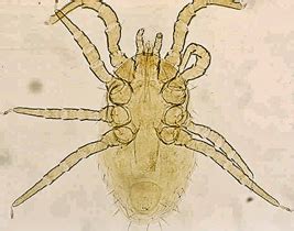 Chicken Ectoparasites Flashcards Quizlet