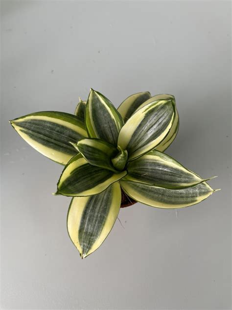 Sansevieria Golden Hahnii (Ø 6 см)