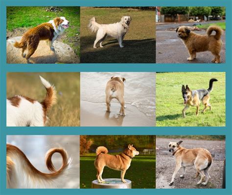 Understanding Your Dogs Body Language Tail Vet N Pet Help