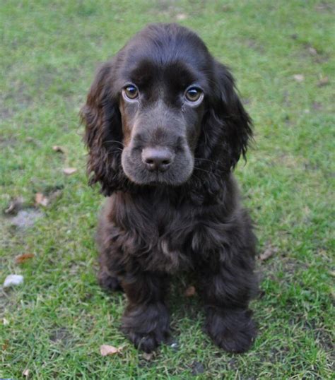 English Cocker Spaniel Black Cocker Spaniel Puppies English Cocker