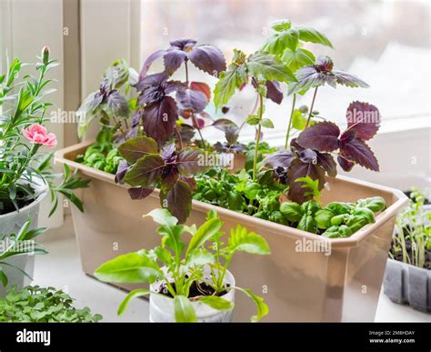 Plastic boxes with arugula and basil seedlings. Growing edible organic ...