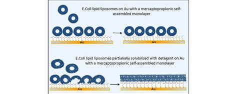 Formation Of Supported Lipid Bilayers Of Charged E Coli Lipids On