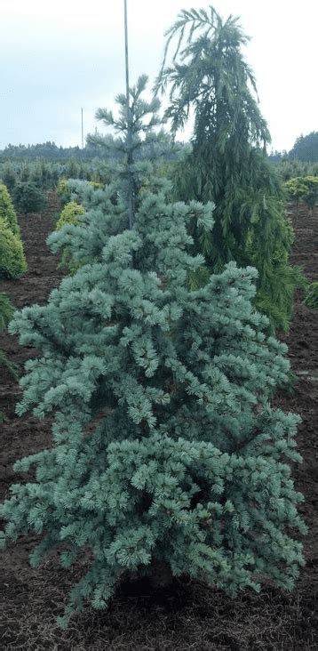 Blue Atlas Dwarf Cedar Horstman Chelsea Garden Center