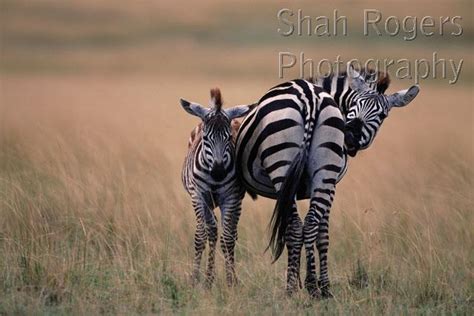 Common Zebra Mother Grooming With Foal Next To Her Equus Quagga