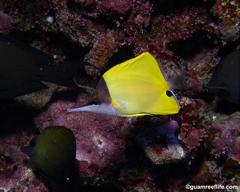 Butterflyfishes Chaetodontidae Guamreeflife