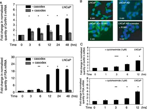 Androgen Induction Of Gnrh Ii Is A Direct Effect Through The Androgen