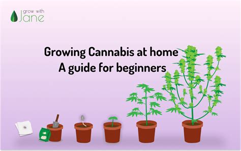 Tips and Tricks to Growing cannabis at home - KiroMag