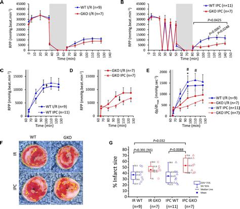 Figure 4 From Global Knockout Of ROMK Potassium Channel Worsens Cardiac