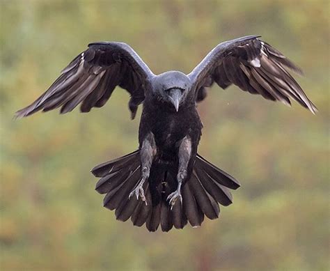 Pin by Nic Ki on Mode, Beauty, Hair | Raven pictures, Raven flying