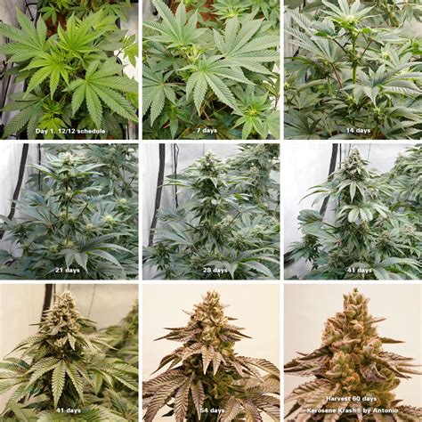 Cannabis Flowering Stage How-to Guide | Dutch Passion