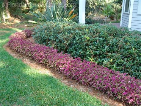 Best Low Maintenance Plants For Landscaping In Florida At Keracberryo Blog