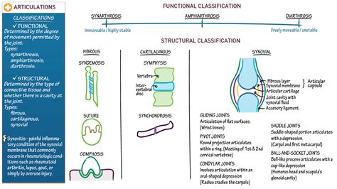 Types Of Diarthrosis Joints