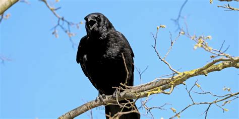 One Crow Meaning The Mystical Symbolism And Significance