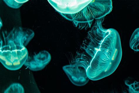 100 Free Medusa And Jellyfish Images Pixabay