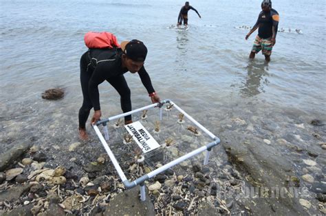 Pertamina Tanam Ratusan Terumbu Karang Di Bangsring Underwater