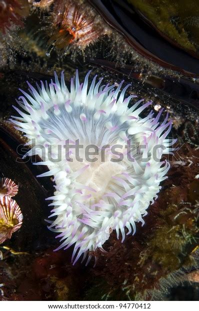 Aggregating Anemone Anthopleura Elegantissima On Reef Stock Photo