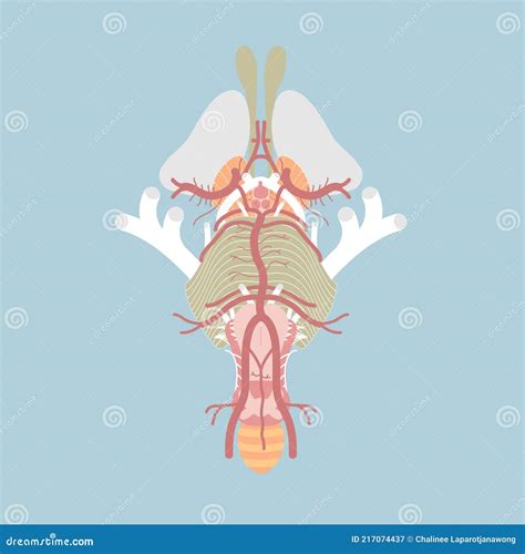 Cranial Nerves In Humans Brain Cartoon Vector Cartoondealer