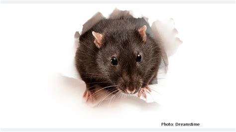 Bloomberg Analysis Ranks Most Vermin-Infested U.S. Cities - Pest ...