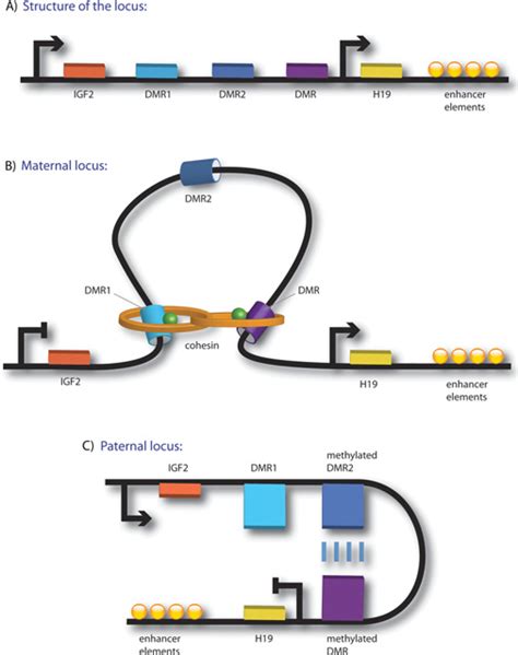 Arrangement Of The Igf H Locus And Structural Rearrangements