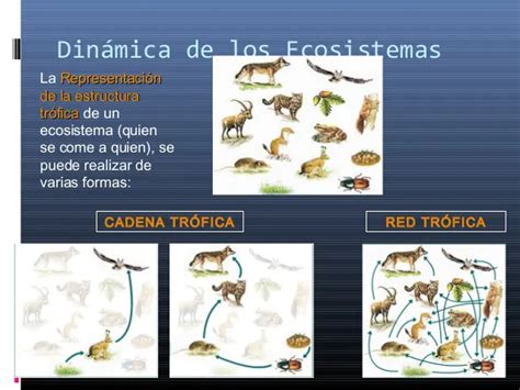 Din Mica De Los Ecosistemas Ecosistemas Nivel Tr Fico Nicho Ecol Gico