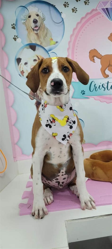 Adoção de Cachorro Santo André SP Thor 7 a 11 meses Raça ViraLata