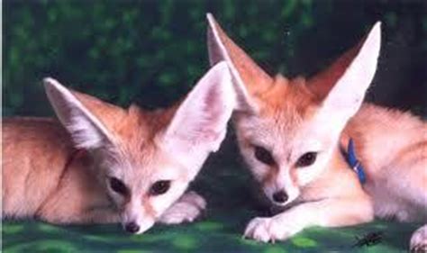 fennec fox - Fennec Foxes Photo (19297241) - Fanpop