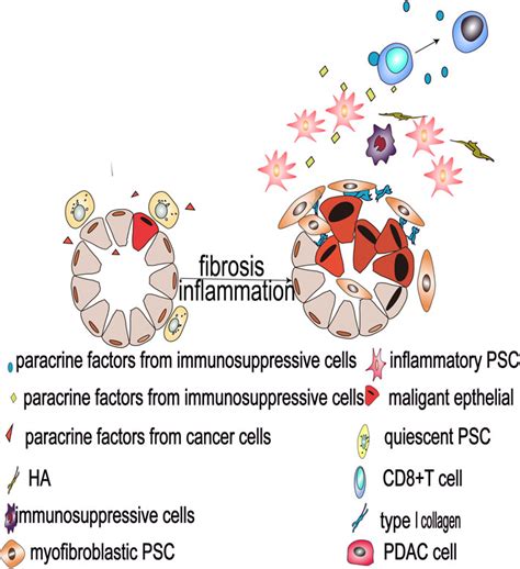 Frontiers Heterogeneous Pancreatic Stellate Cells Are Powerful