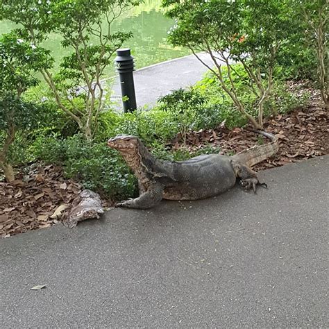 Chonky Monitor Lizard Casually Strolls Around Botanic Gardens With Big