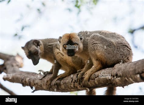 Brown Lemur, Madagascar Stock Photo - Alamy