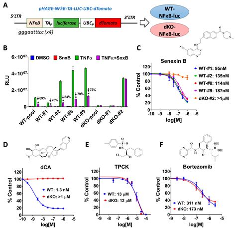 Characterizing Cdk8 19 Inhibitors Through A Nfκb Dependent Cell Based Assay